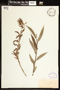 Salix eriocephala image