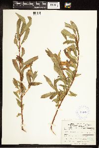 Salix eriocephala image