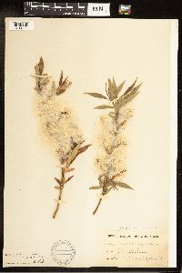 Salix eriocephala image