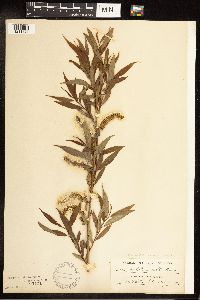 Salix eriocephala image
