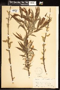 Salix eriocephala image