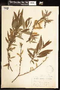 Salix eriocephala image