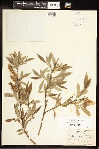 Salix eriocephala image