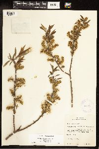 Salix eriocephala image