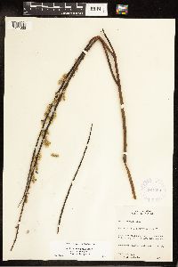 Salix eriocephala image