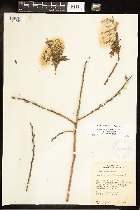 Salix eriocephala image