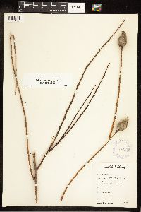 Salix eriocephala image