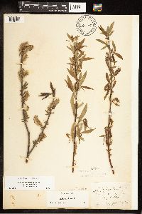 Salix eriocephala image