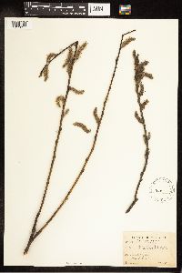 Salix eriocephala image