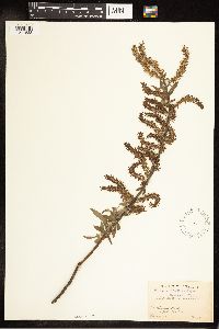 Salix eriocephala image