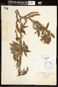 Salix eriocephala image