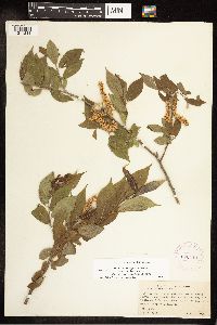 Salix eriocephala image