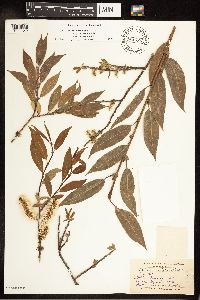 Salix eriocephala image