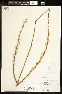 Salix eriocephala image