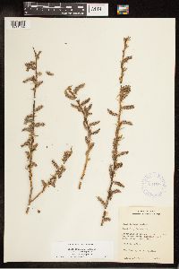 Salix eriocephala image