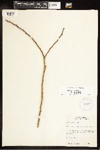 Salix eriocephala image