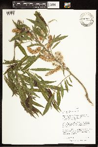Salix eriocephala image