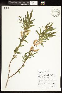 Salix eriocephala image