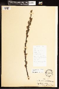 Salix eriocephala image