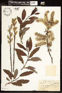 Salix eriocephala image