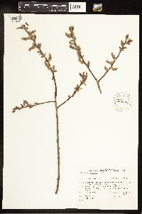 Salix eriocephala image