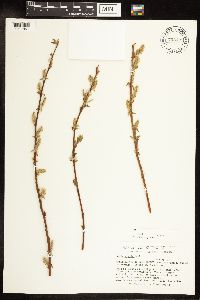 Salix eriocephala image