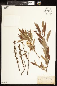Salix eriocephala image