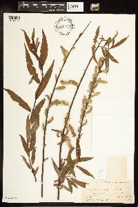 Salix eriocephala image