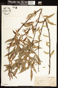 Salix eriocephala image