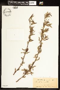 Salix eriocephala image
