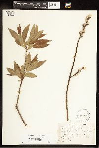 Salix eriocephala image