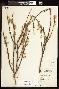 Salix eriocephala image