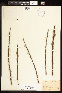 Salix eriocephala image