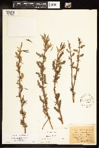 Salix eriocephala image
