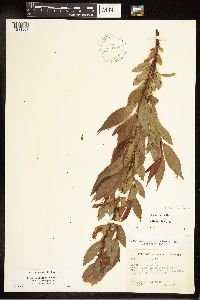 Salix eriocephala image