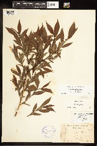 Salix eriocephala image
