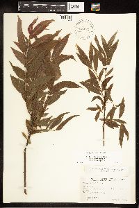 Salix eriocephala image
