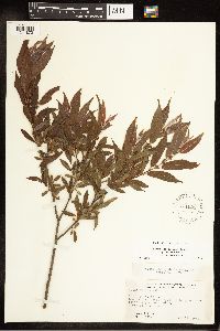 Salix eriocephala image