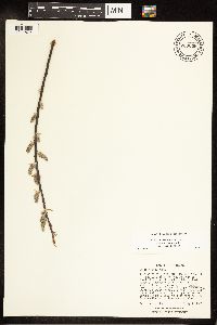 Salix eriocephala image