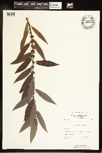 Salix eriocephala image