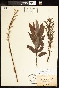 Salix eriocephala image