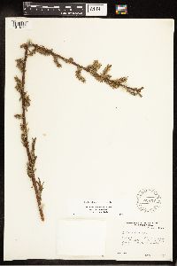 Salix eriocephala image