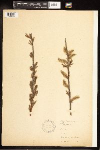Salix eriocephala image