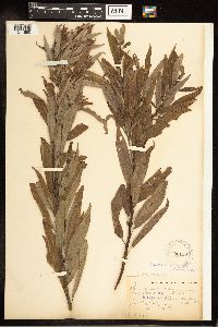 Salix eriocephala image