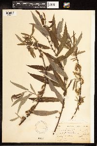 Salix eriocephala image