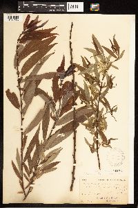 Salix eriocephala image