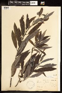 Salix eriocephala image