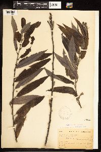 Salix eriocephala image