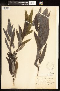 Salix eriocephala image