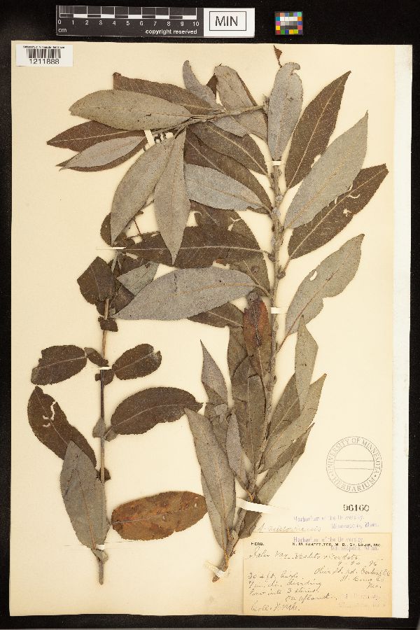 Salix eriocephala image
